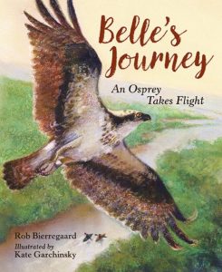 Belle’s Journey: An Osprey Takes Flight