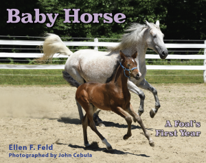 Baby Horse: A Foal’s First Year