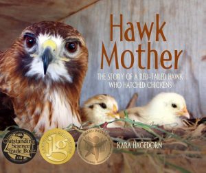 Hawk Mother—The Story of a Red-tailed Hawk Who Hatched Chickens