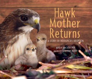 Hawk Mother Returns—A Story of Interspecies Adoption